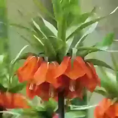 Imperialis Aurora